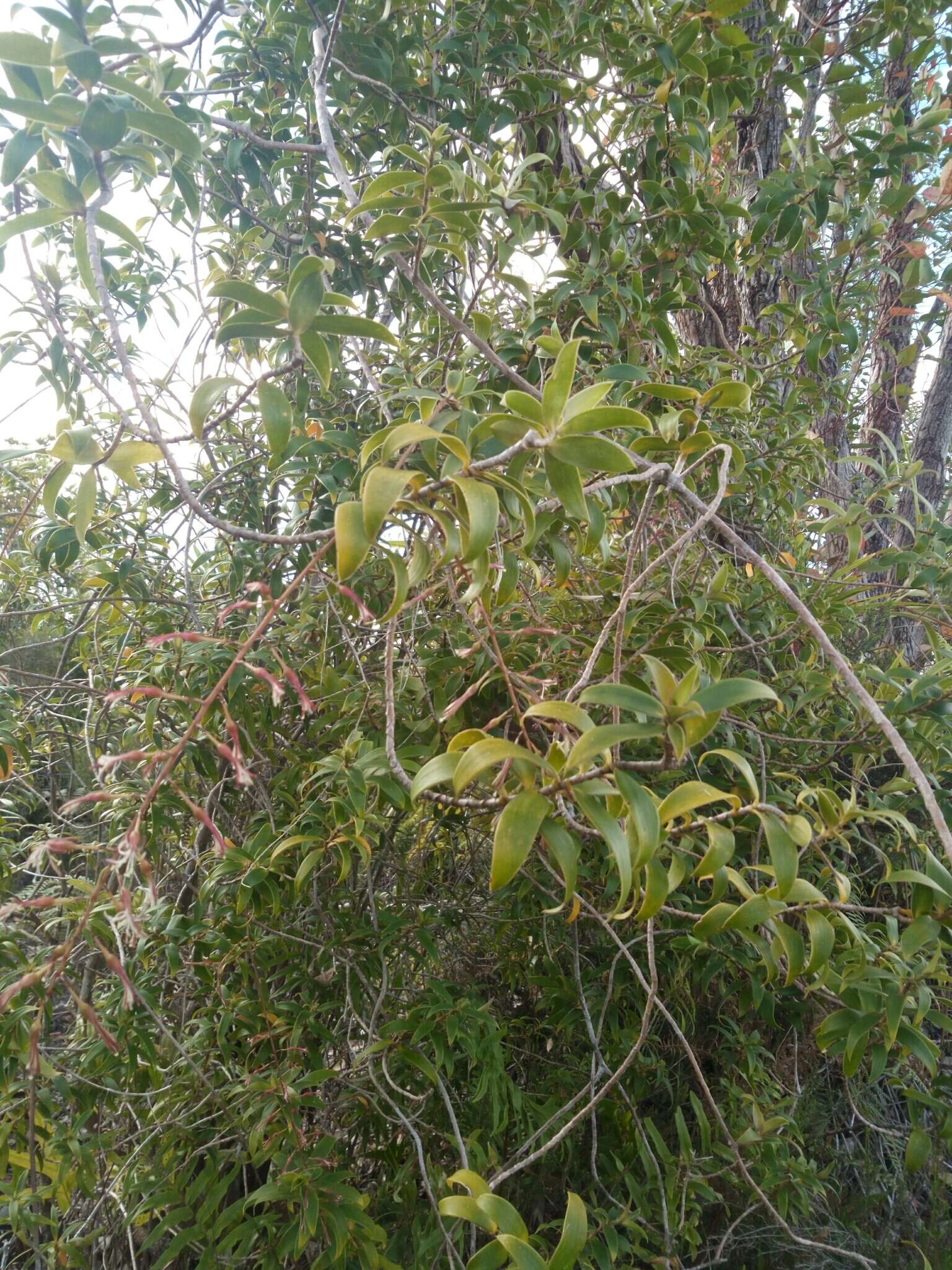 Слика од Dracaena reflexa Lam.