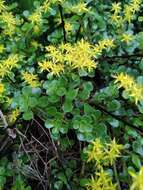 Слика од Sedum emarginatum Migo