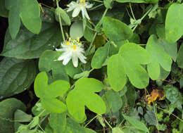 Image de Passiflora subpeltata Ortega