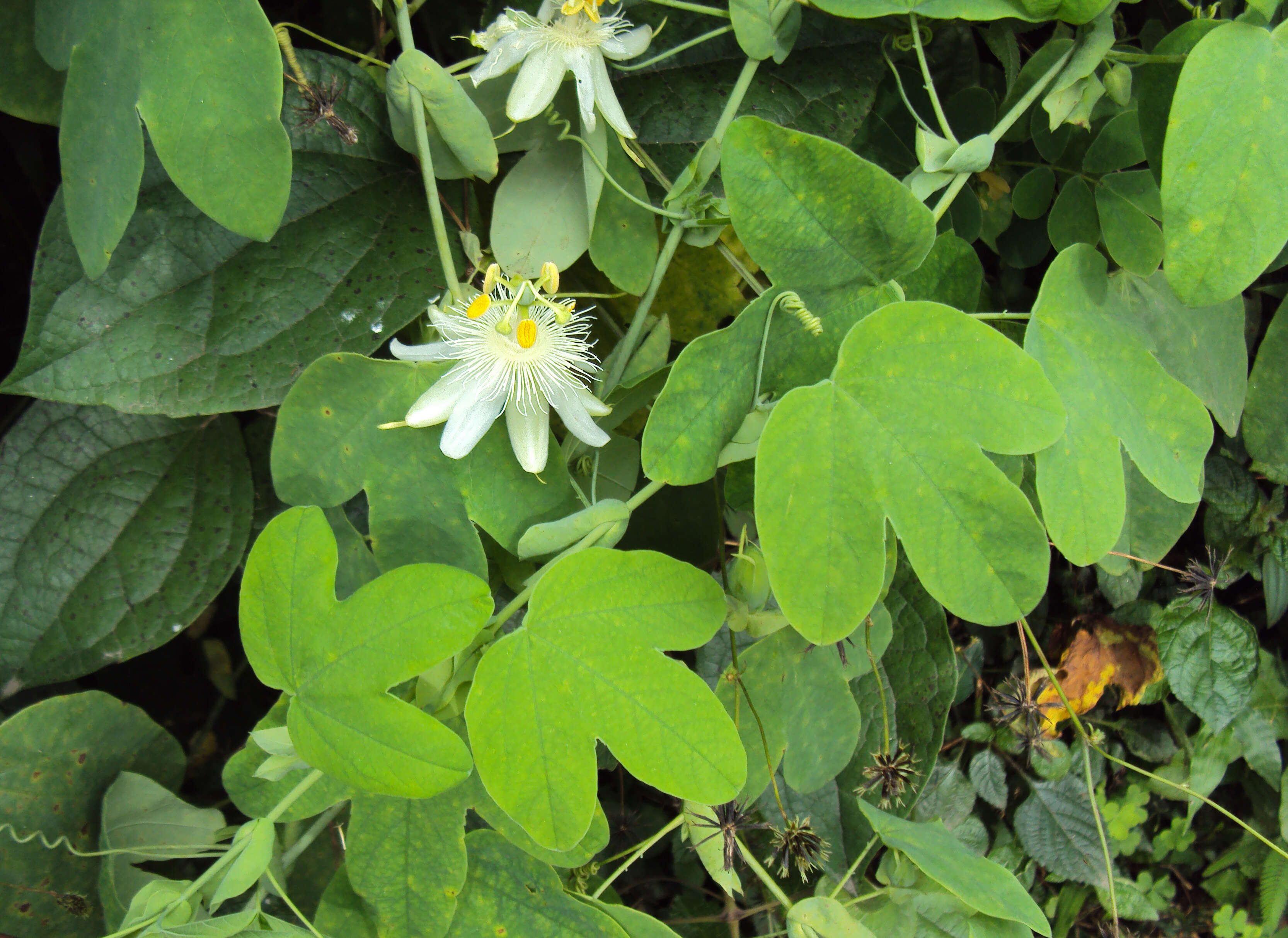 Image de Passiflora subpeltata Ortega