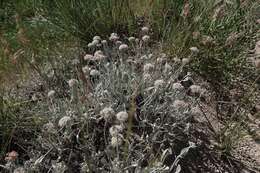 Image of fewflower buckwheat