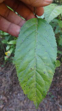 Image of Maesa indica (Roxb.) A. DC.