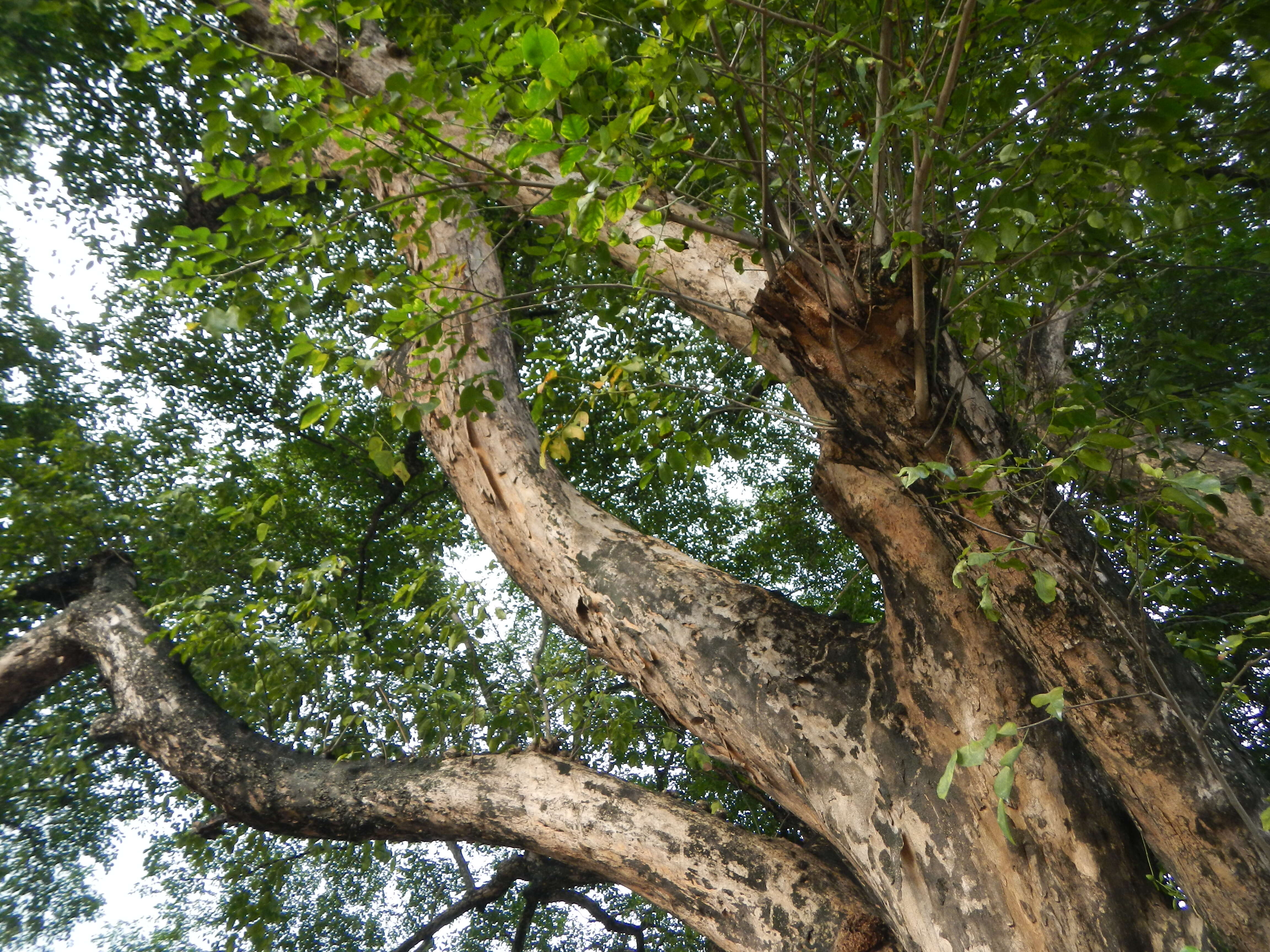 Image of Amboyna Wood