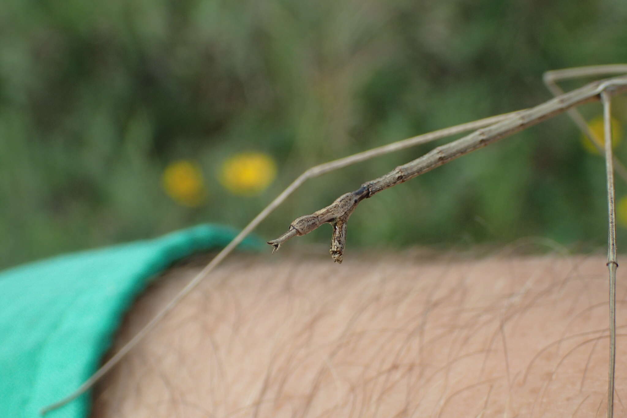 Image of Pseudosermyle strigata (Scudder & S. H. 1900)