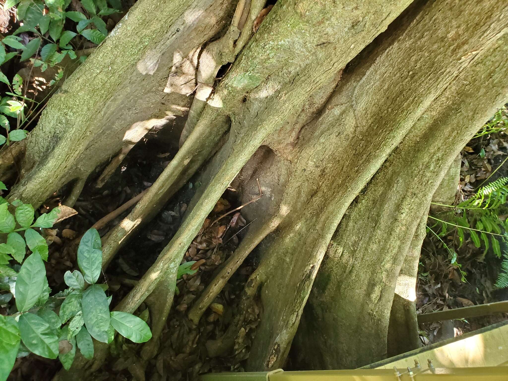 Image of dragonsblood tree