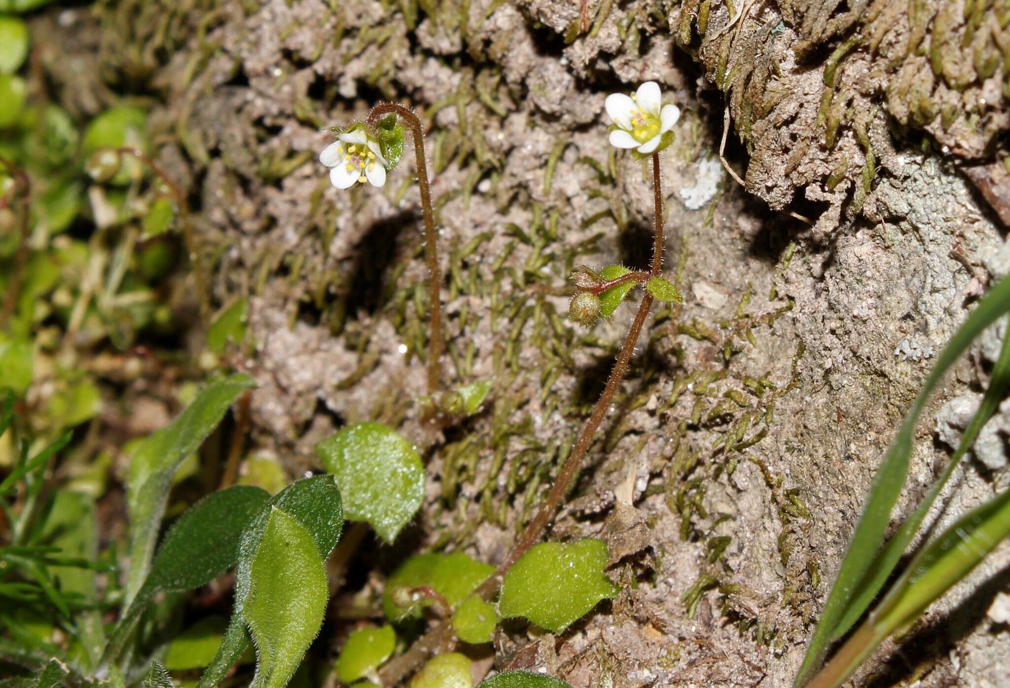 Imagem de Saxifraga hederacea L.