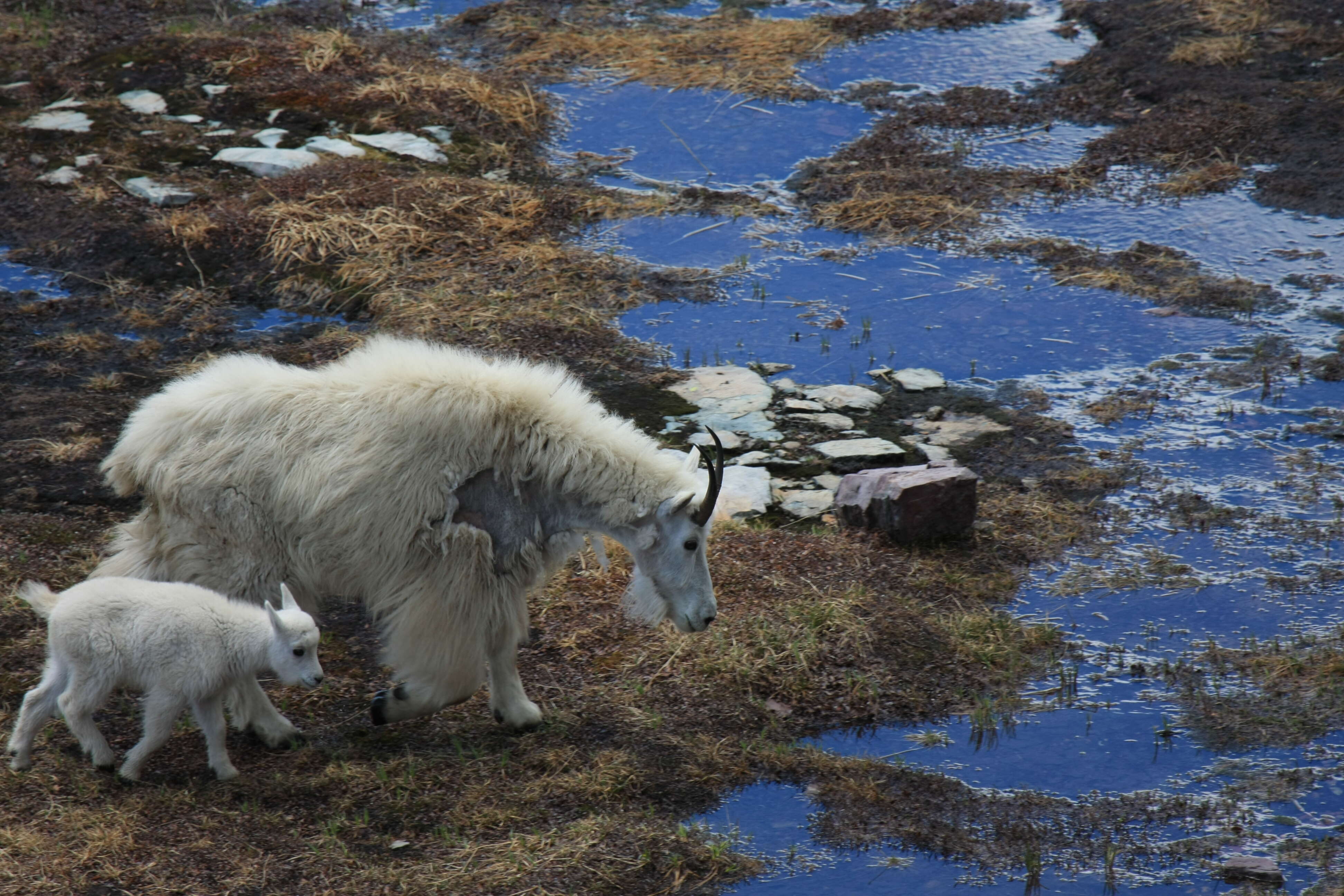 Image of mountain goat