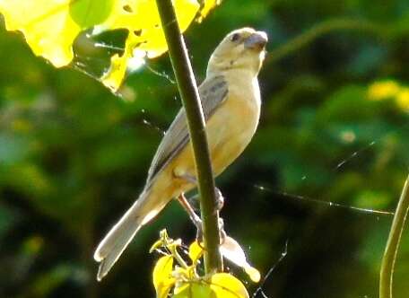 Image of Cinnamon-rumped Seedeater