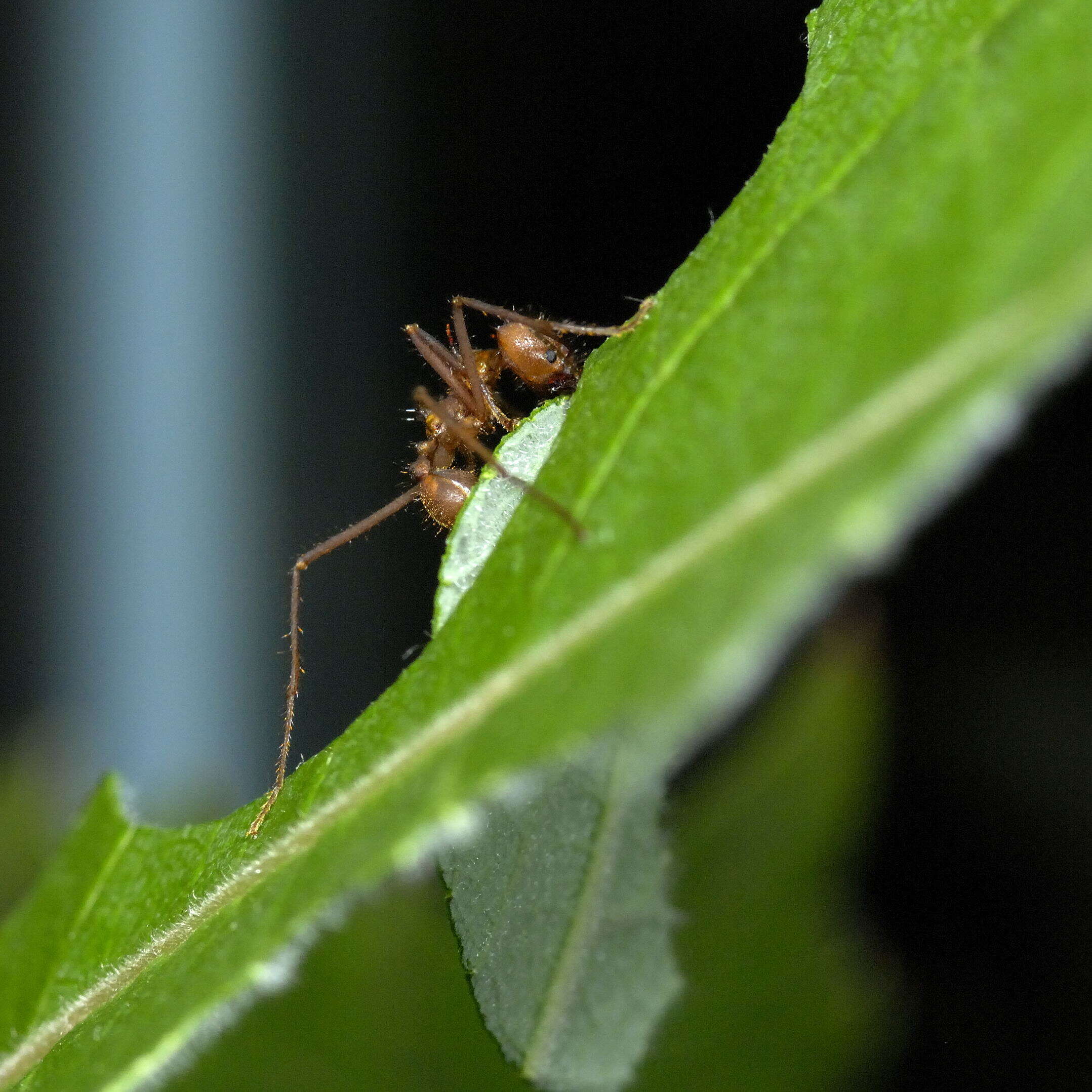 Image of Atta colombica