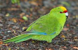 Image of Yellow-crowned Kakariki