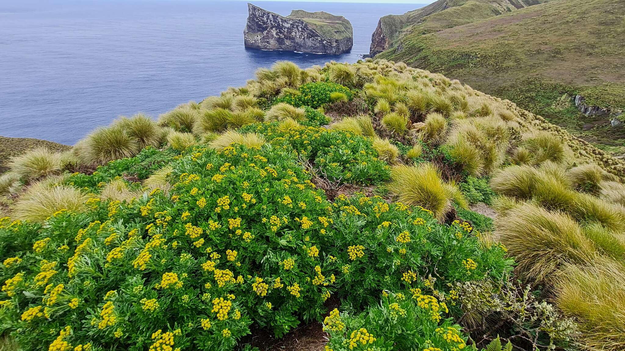 Plancia ëd Senecio radiolatus subsp. antipodus (Kirk) C. J. Webb