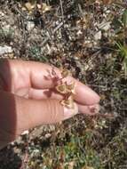 Image of willowleaf frostweed