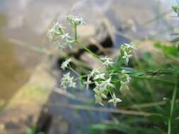 Image of White bedstraw