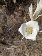 Image of Nez Perce mariposa lily