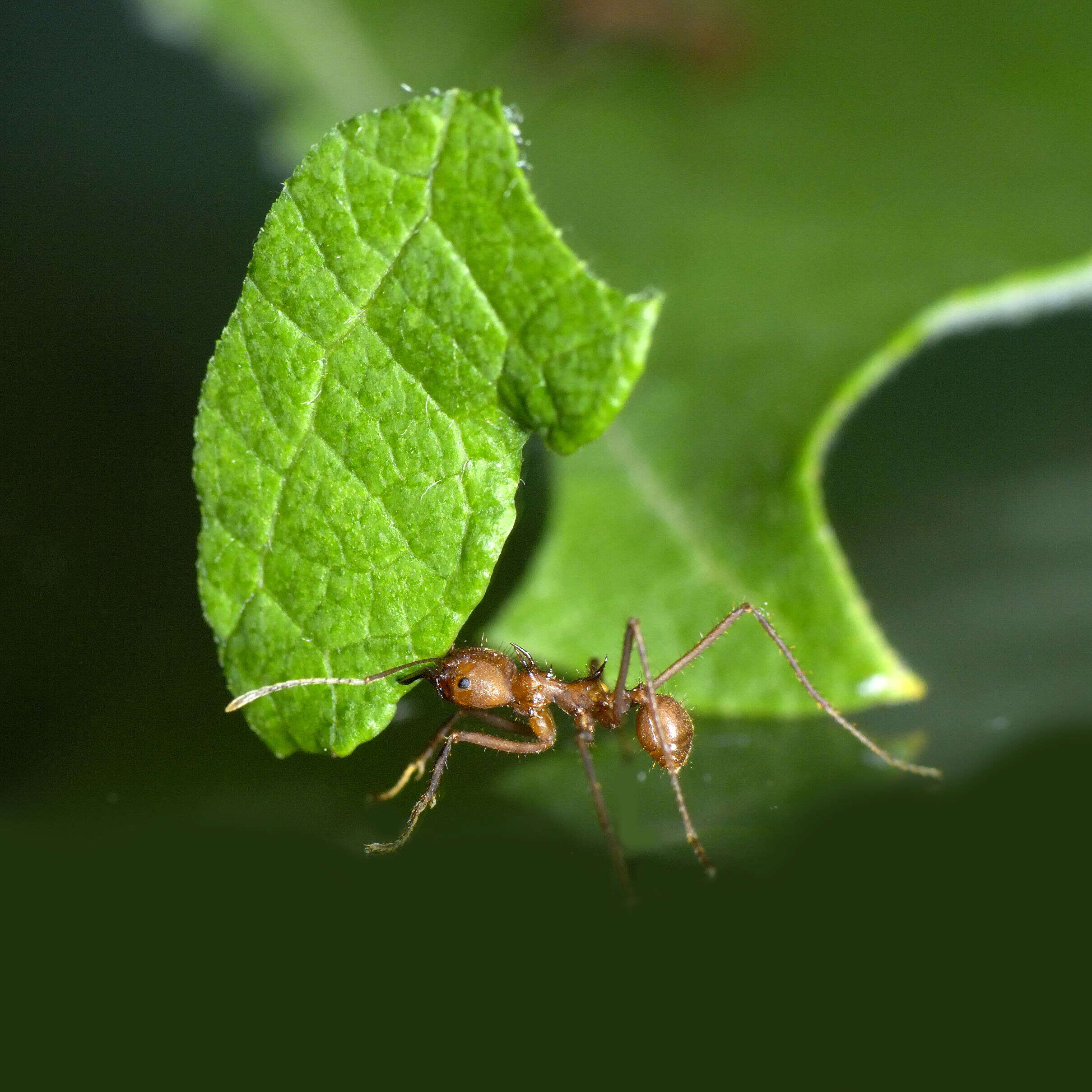 Image of Atta colombica