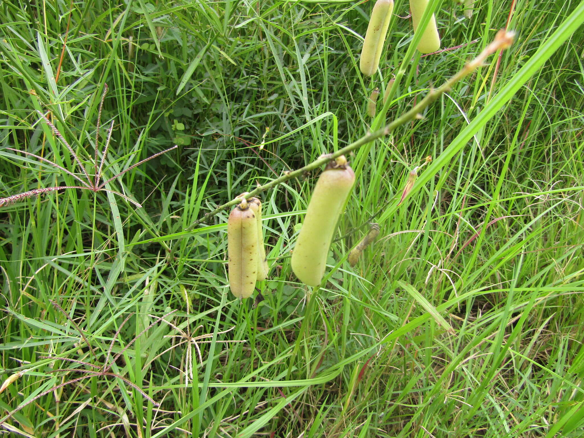 Image of slender leaf rattlebox