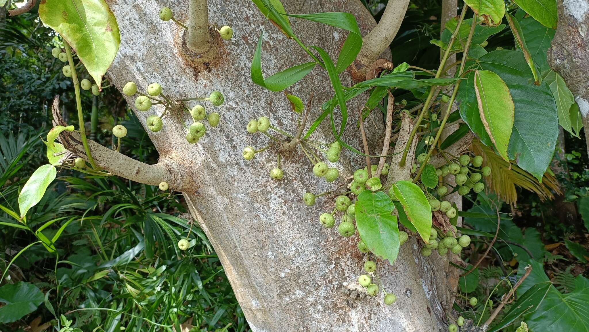 Image of Ficus variegata Bl.