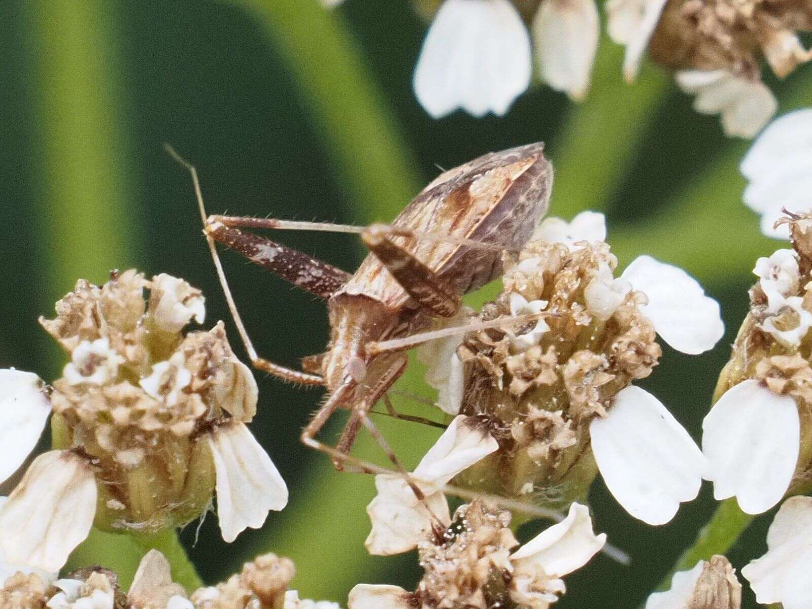 Image of Phytocoris varipes Boheman 1852