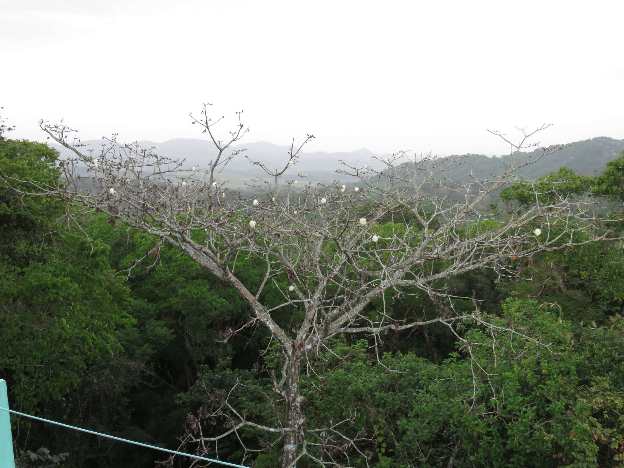 Image of Barrigon Kapoktree