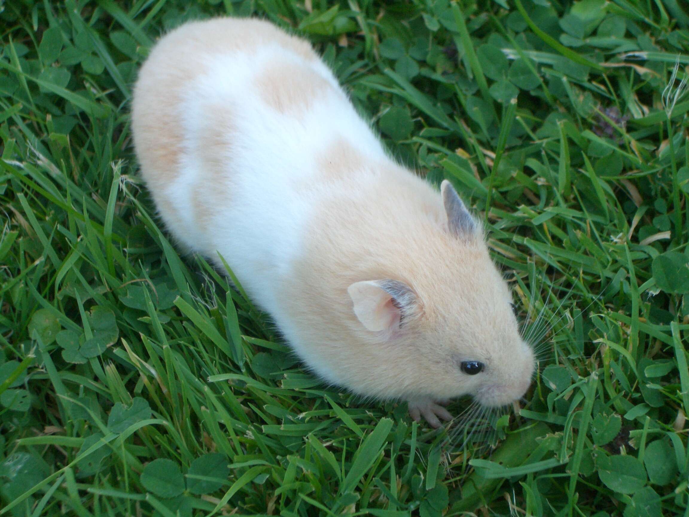 Image of Golden Hamster