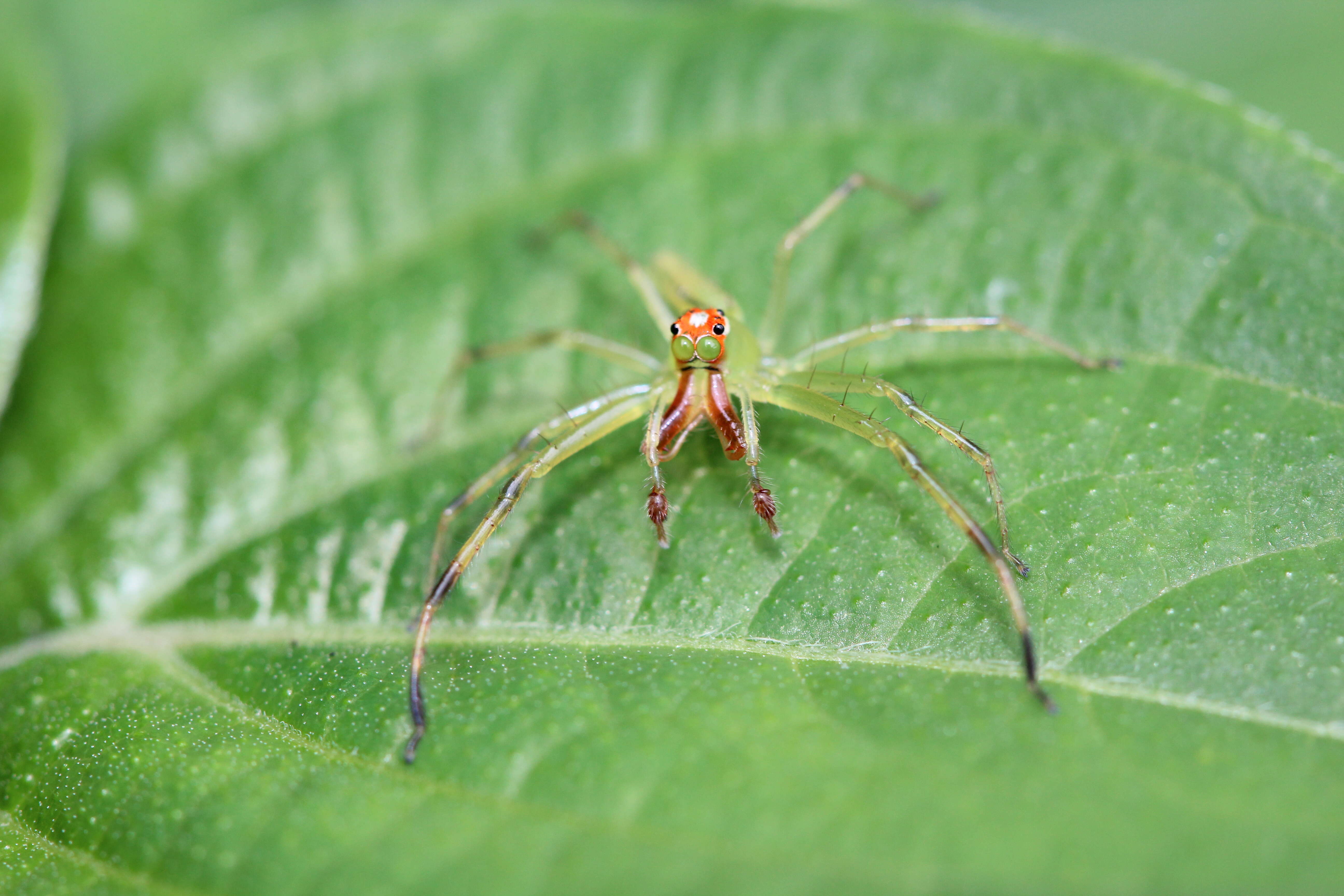 Image of Magnolia Green Jumper