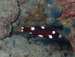 Image of Axil hogfish