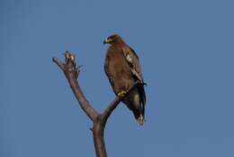 Image of Steppe Eagle