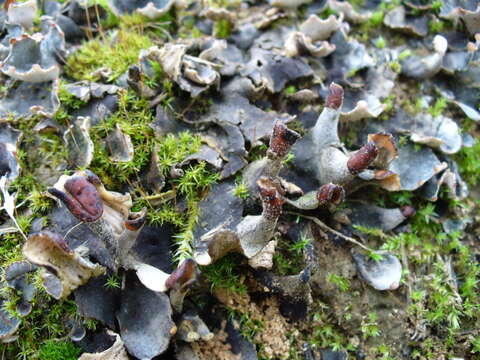 Peltigera didactyla (With.) J. R. Laundon的圖片