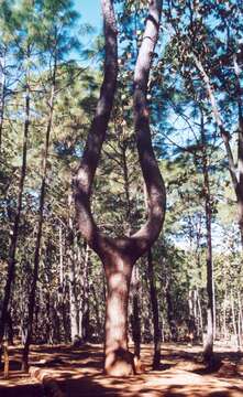 Image of Michoacán Pine