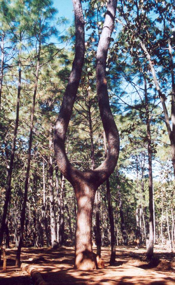 Image of Michoacán Pine