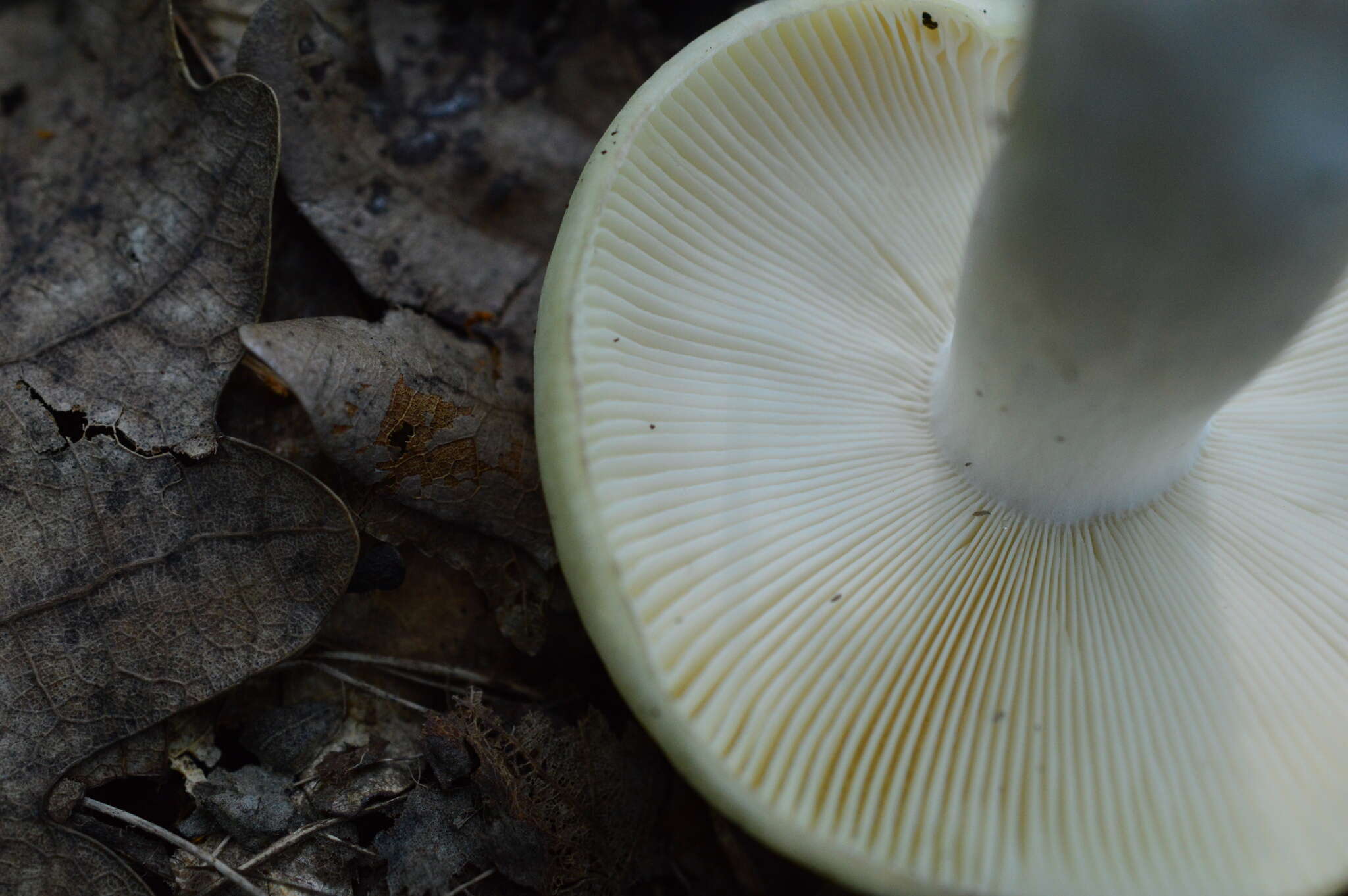 صورة Russula violeipes Quél. 1898