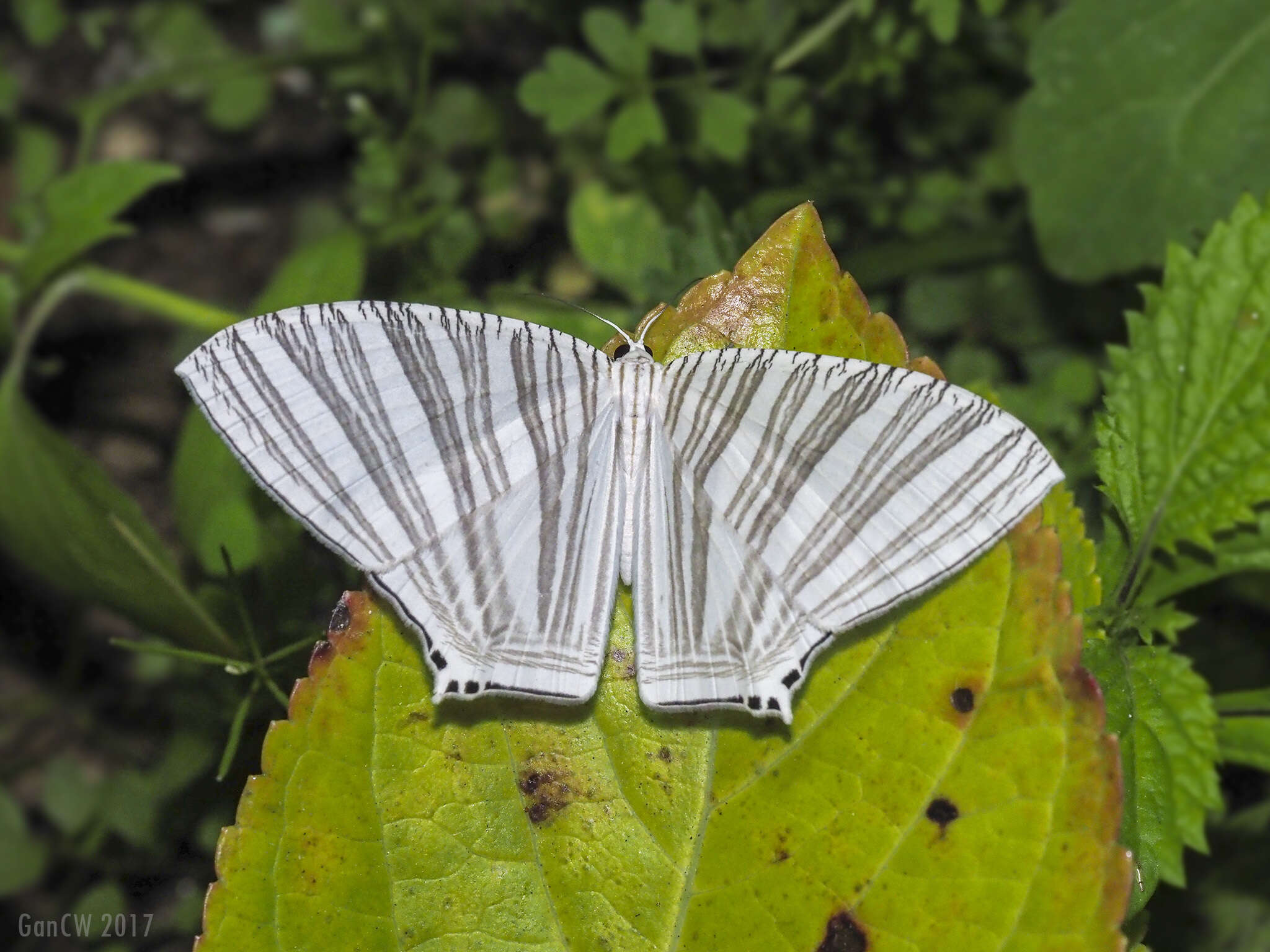 Image of Strophidia caudata Fabricius 1781