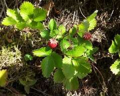 Image of woodland strawberry