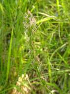 Image of Onobrychis supina (Vill.) DC.