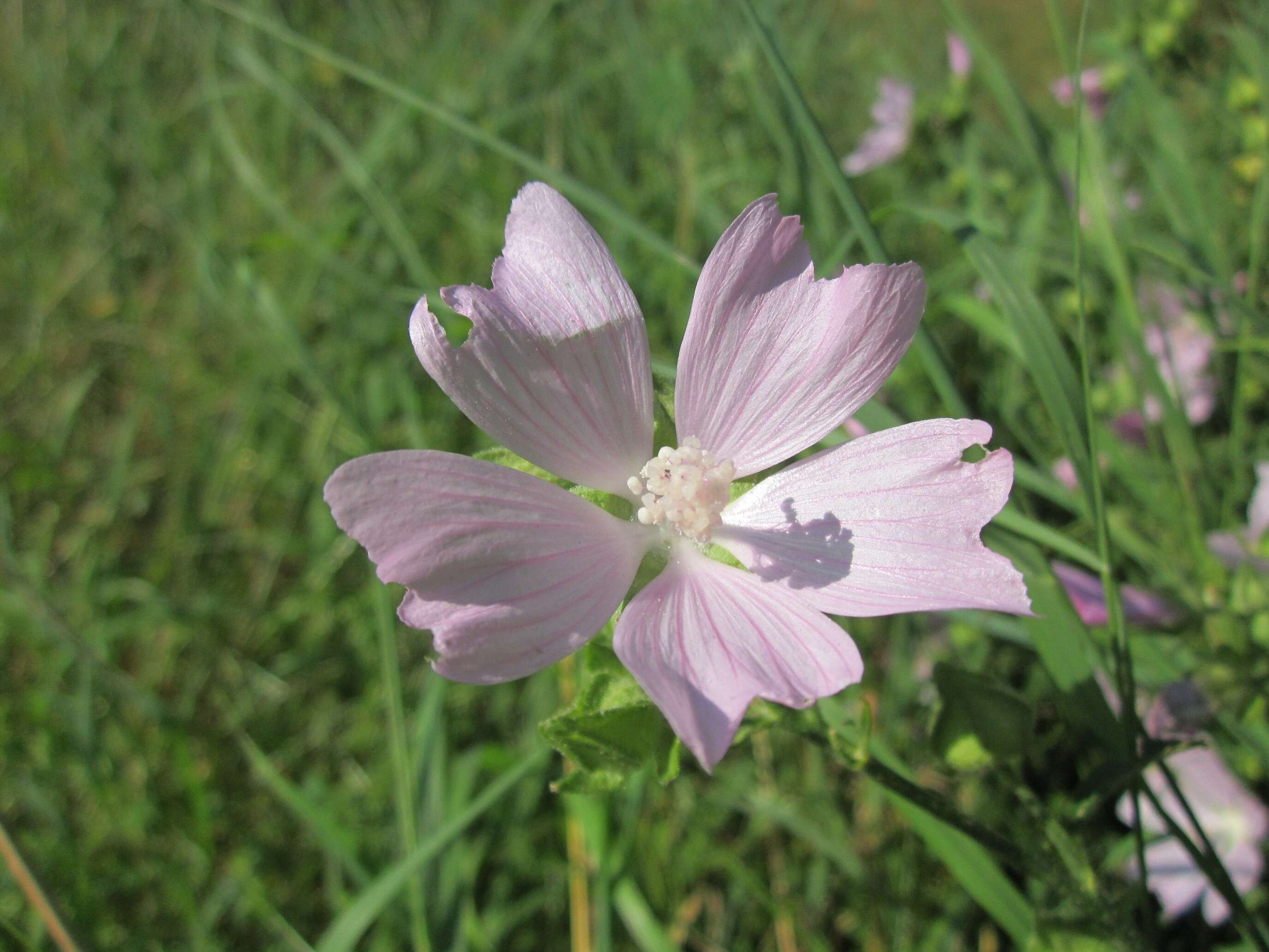 Image of european mallow