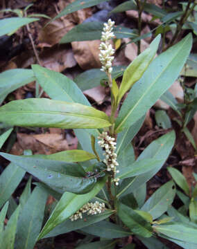 Image de Persicaria glabra (Willd.) Gomez de la Maza