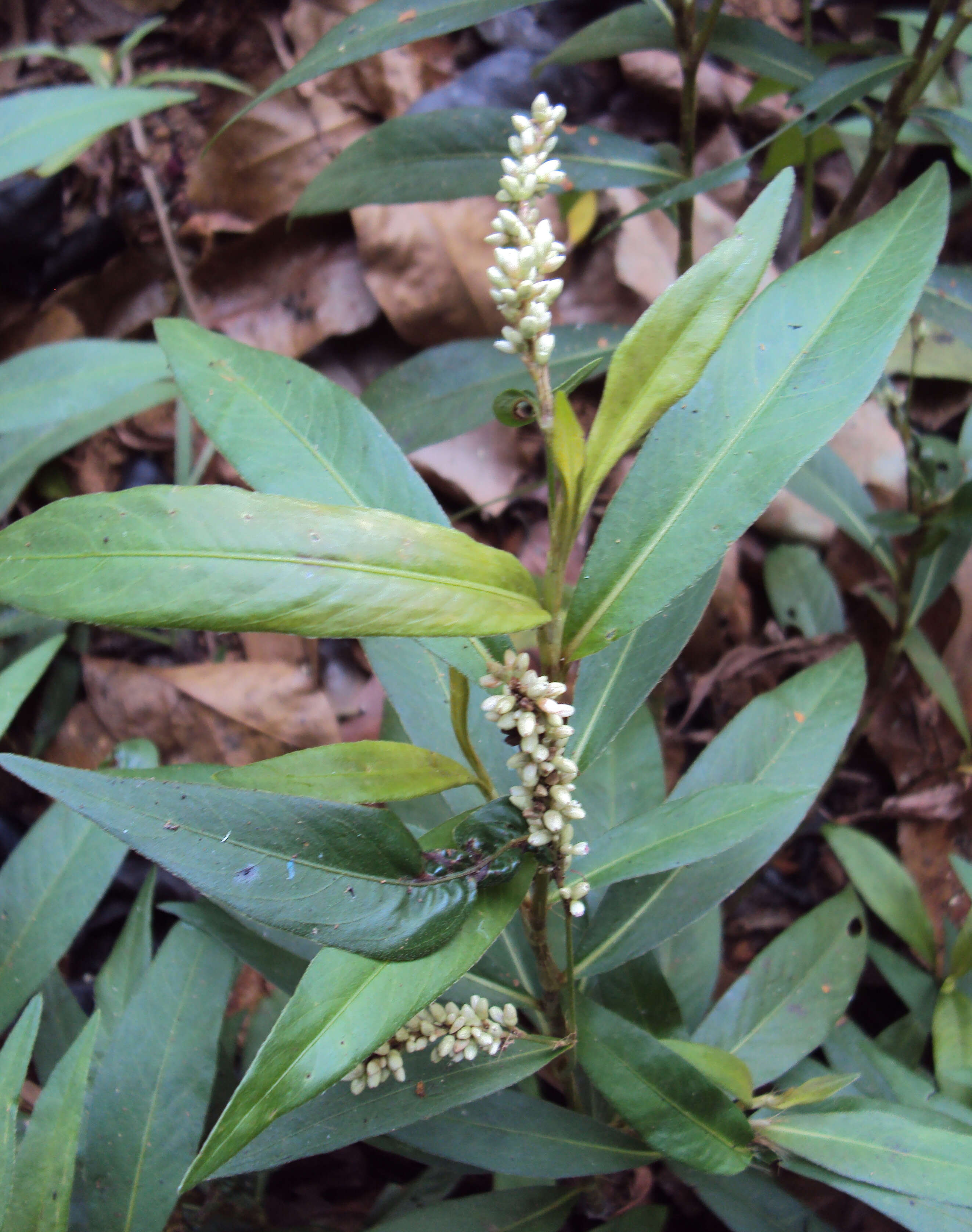 Image of Smooth Smartweed