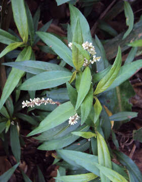 صورة Persicaria glabra (Willd.) Gomez de la Maza