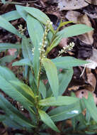 Image of Smooth Smartweed