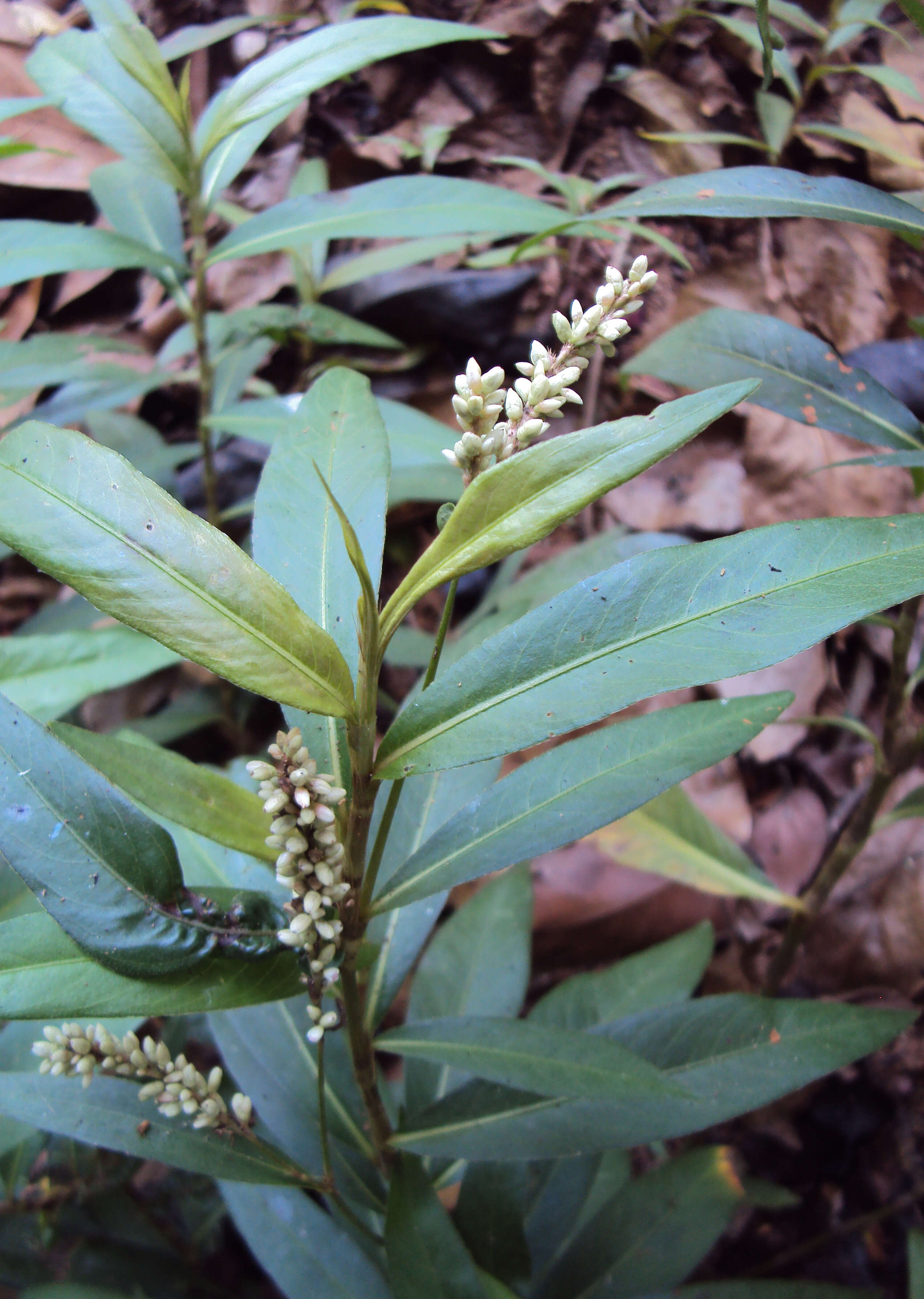 Image of Smooth Smartweed