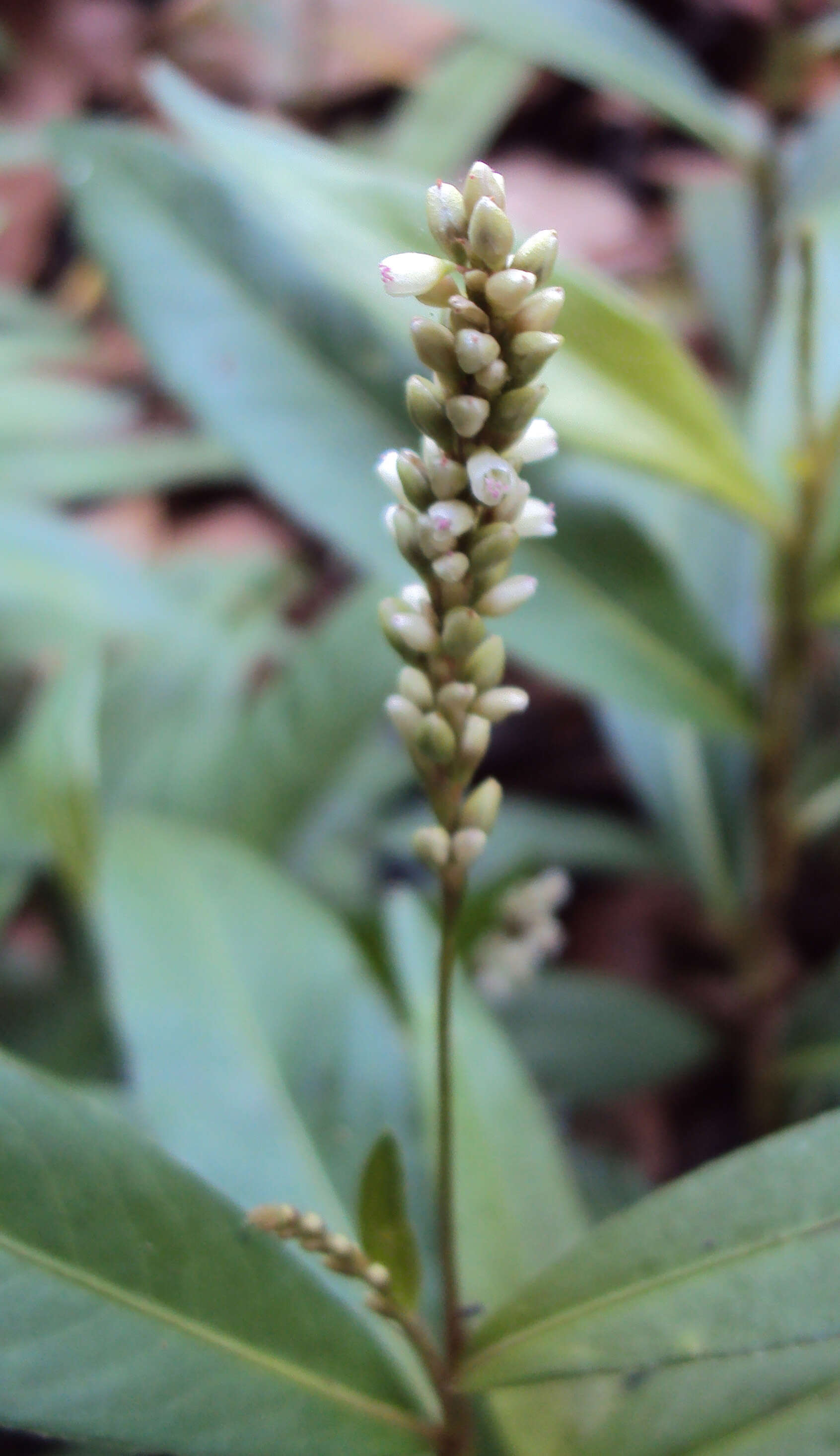 Image of Smooth Smartweed