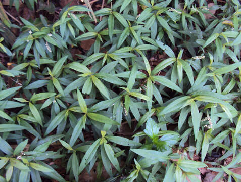 صورة Persicaria glabra (Willd.) Gomez de la Maza