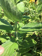 Image de Verbena stricta Vent.