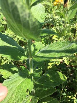 Image of hoary verbena