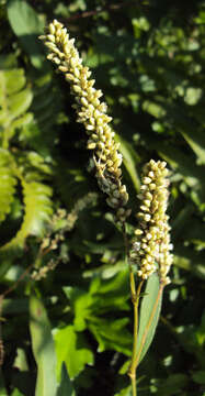 Image de Persicaria glabra (Willd.) Gomez de la Maza