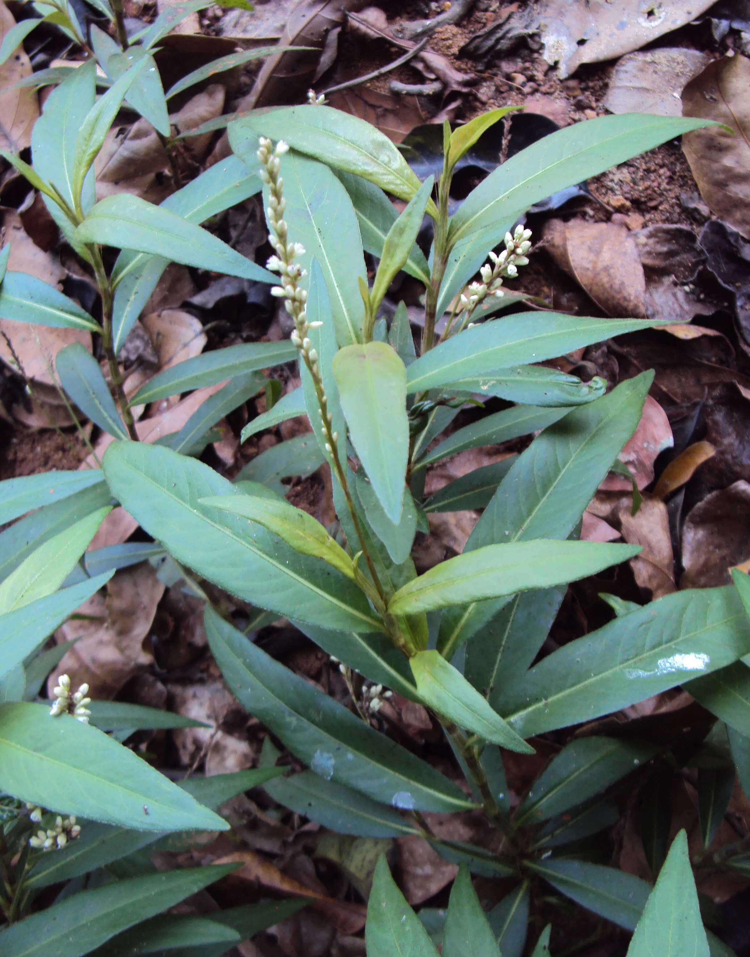 Image of Smooth Smartweed