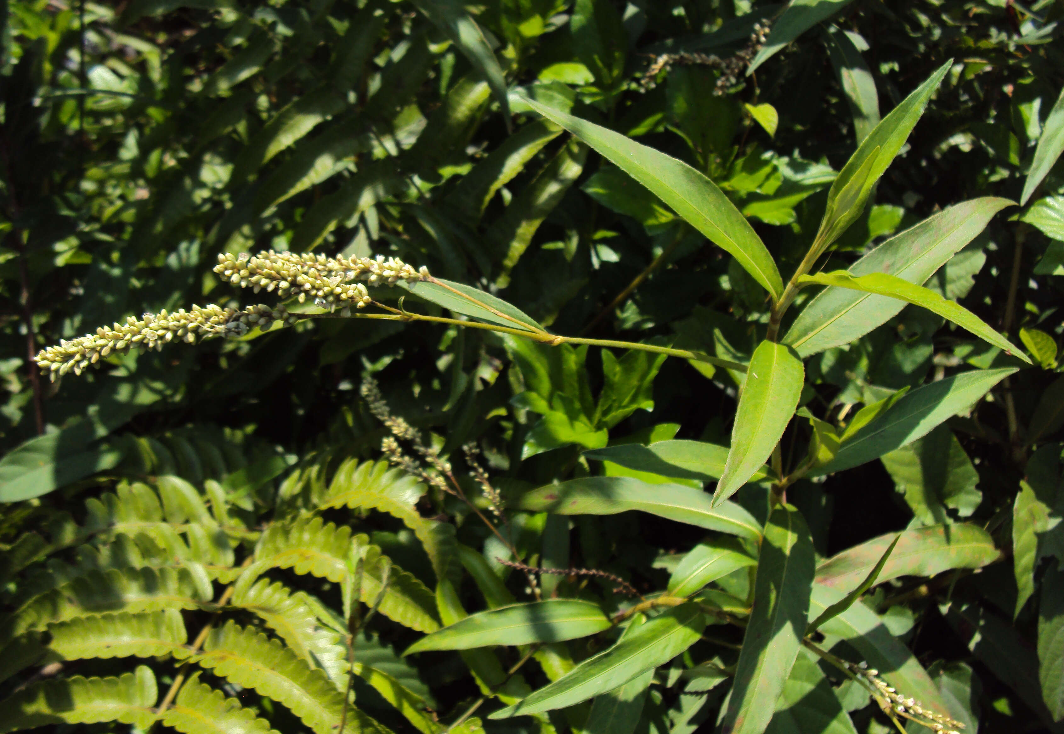 Image of Smooth Smartweed