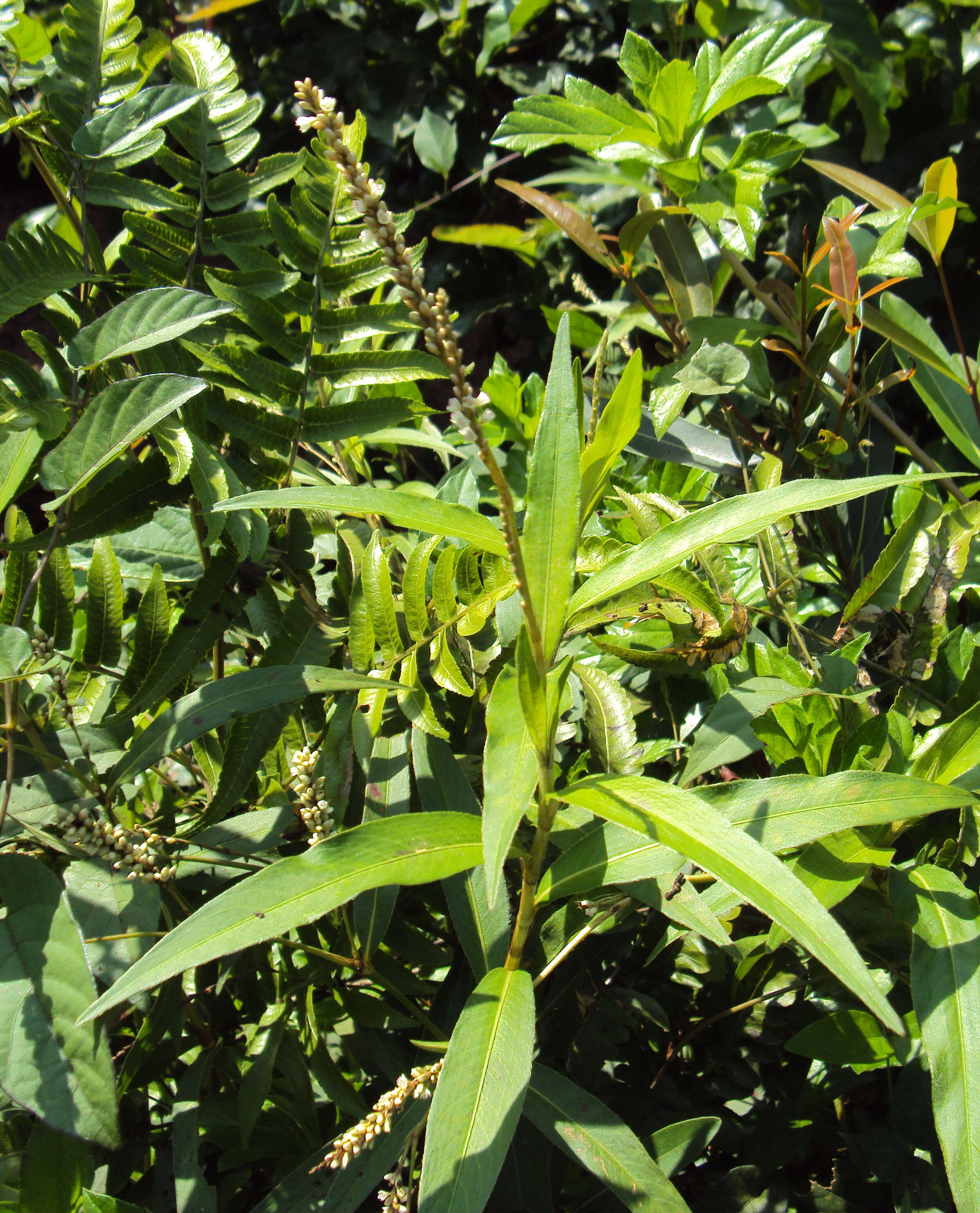 Image of Smooth Smartweed