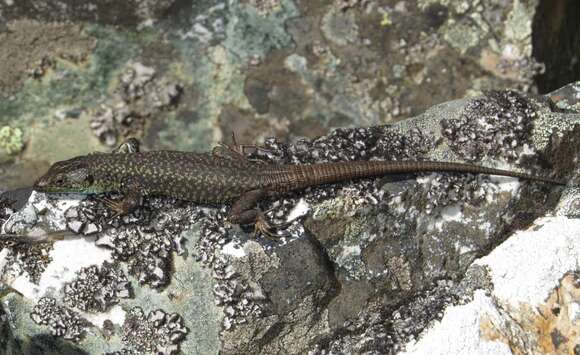 Image of Pena de Francia rock lizard