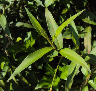 Image of Smooth Smartweed